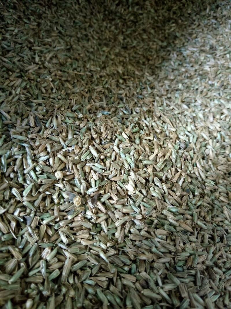推荐牛膝种子，纯新牛膝种子，加工好的牛膝种子