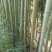 绿竹3~4m