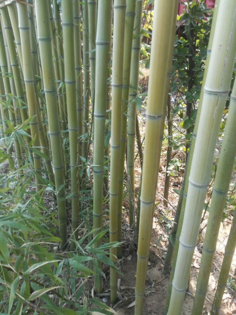 绿竹3~4m