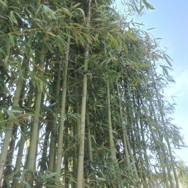 绿竹3~4m