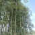 绿竹3~4m