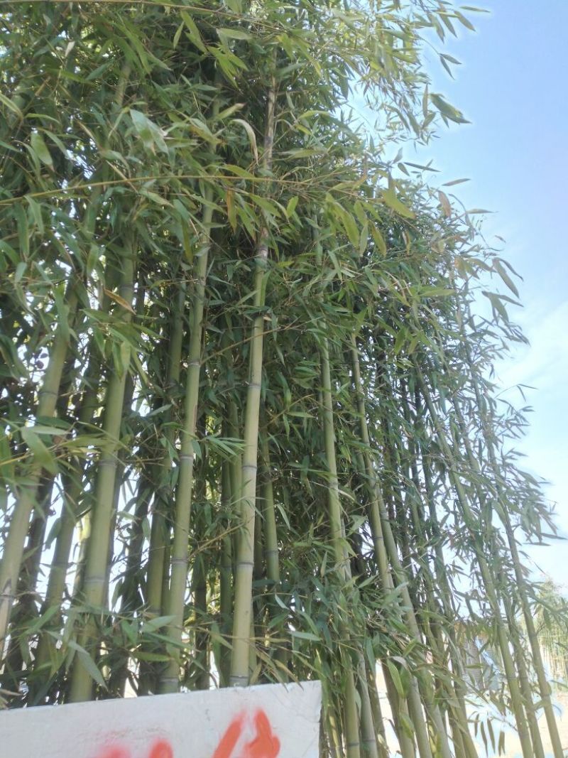 绿竹3~4m