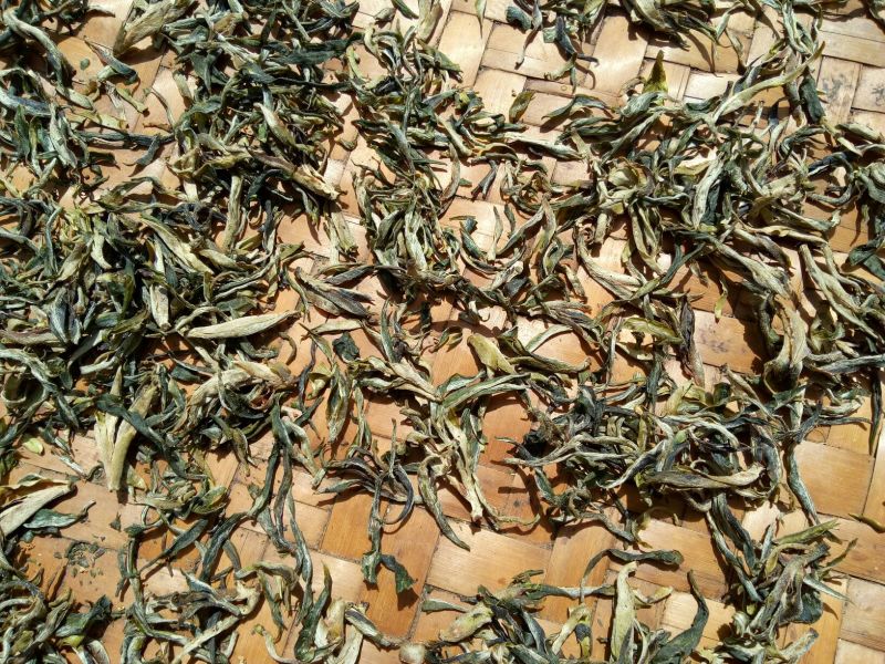 百年大树茶一级