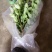 香水柠檬树苗四季有果,正宗