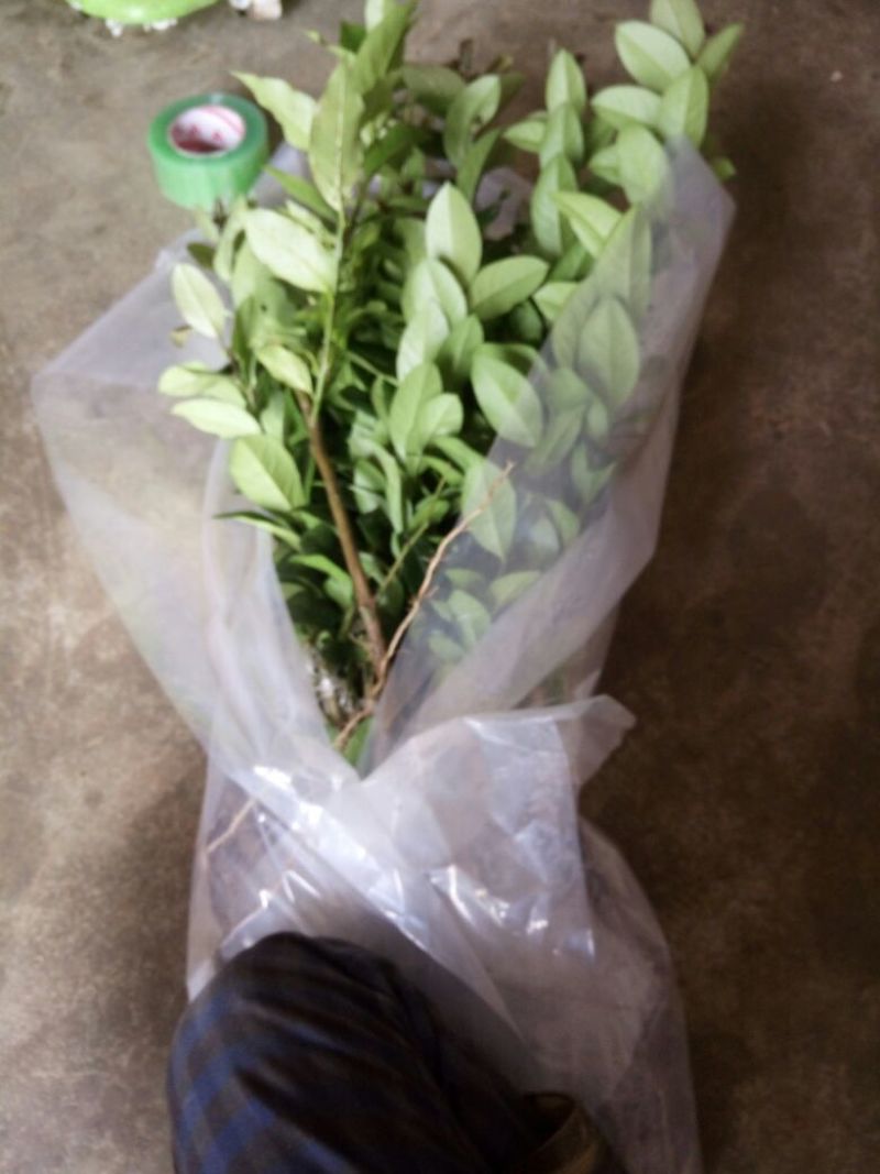 香水柠檬树苗四季有果，正宗