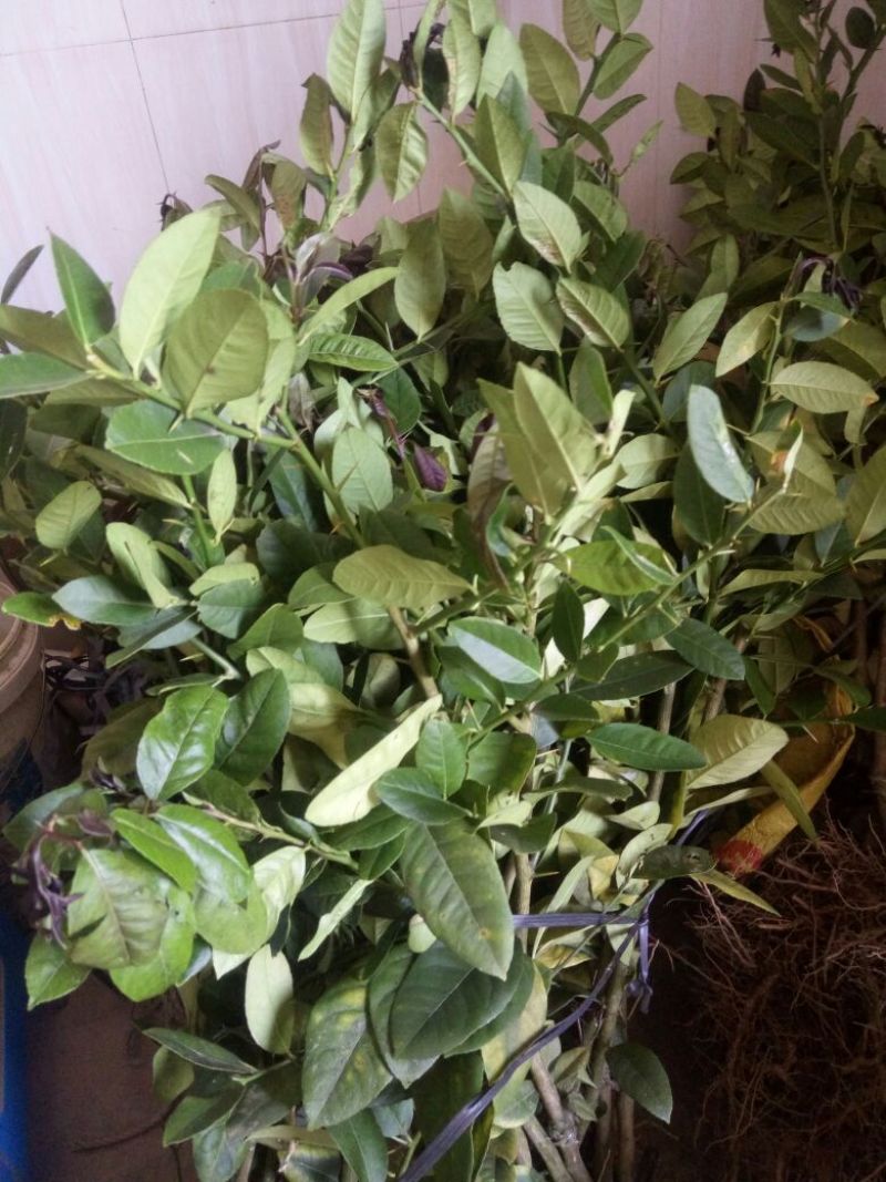 香水柠檬树苗四季有果，正宗