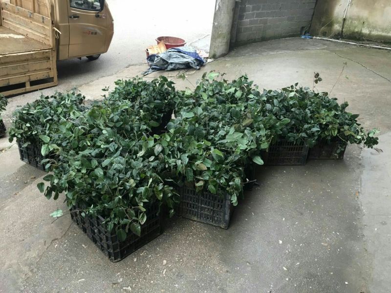 八月瓜苗