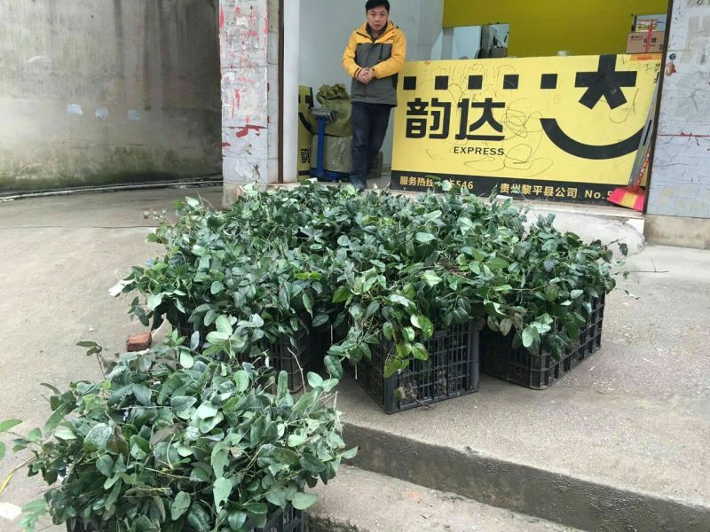 八月瓜苗