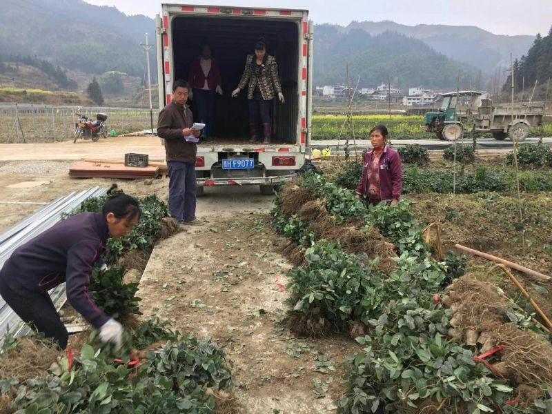 八月瓜苗