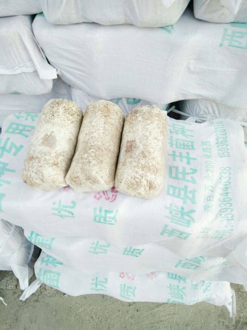 【精品】香菇菌种栽培种大量供应来自香菇之乡西峡欢迎电联