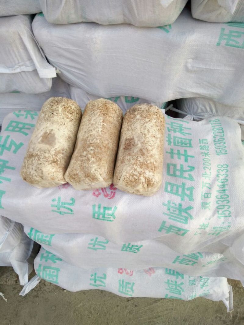 【精品】香菇菌种栽培种大量供应来自香菇之乡西峡欢迎电联