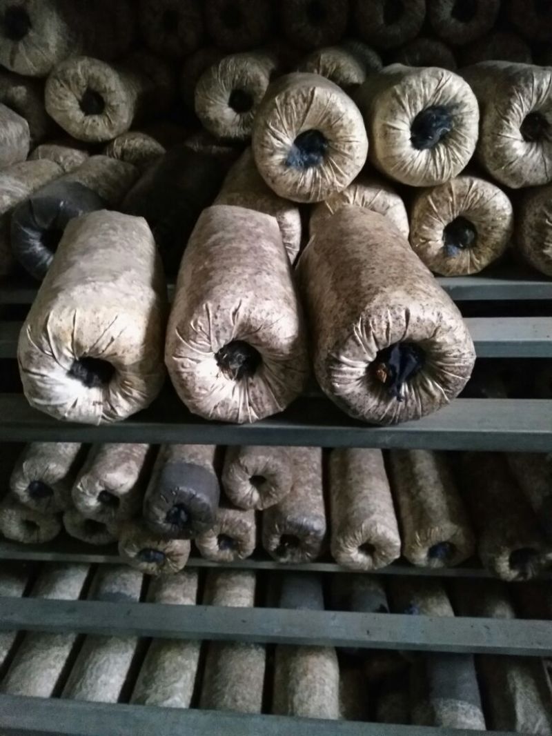 【精品】香菇菌种栽培种大量供应来自香菇之乡西峡欢迎电联