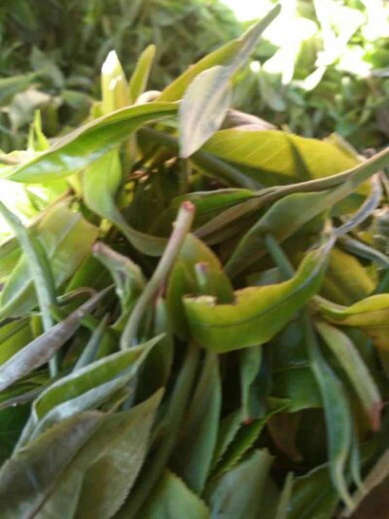 普洱茶