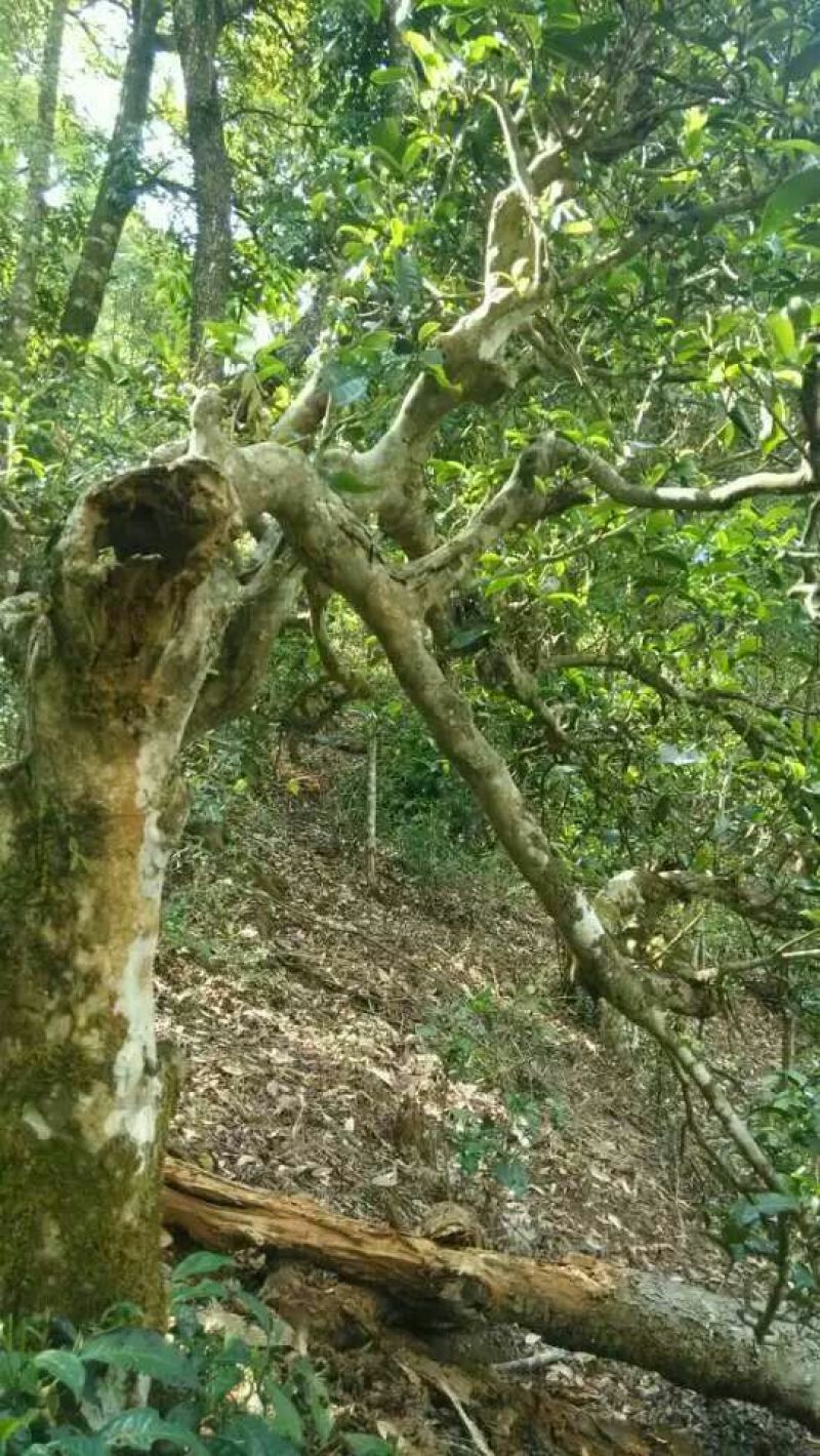 普洱茶