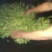 普洱茶