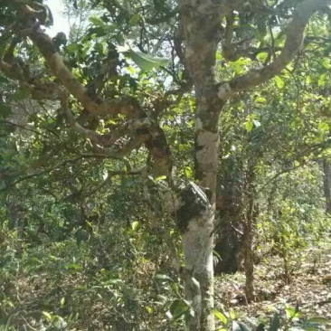 普洱茶