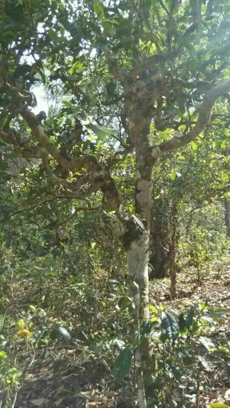 普洱茶