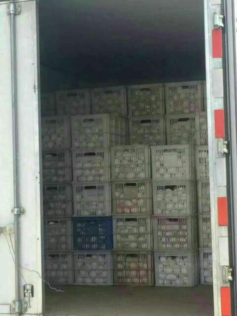 鹅苗250g以下