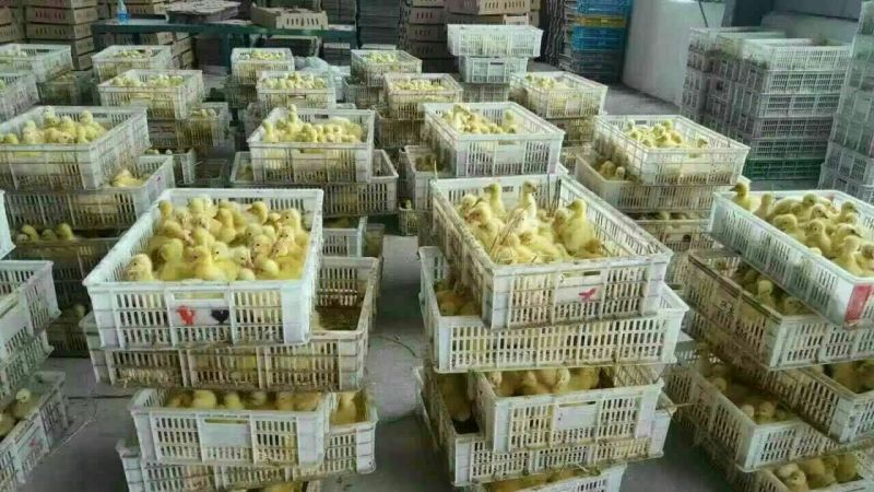 鹅苗250g以下