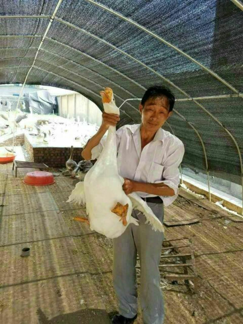 鹅苗250g以下