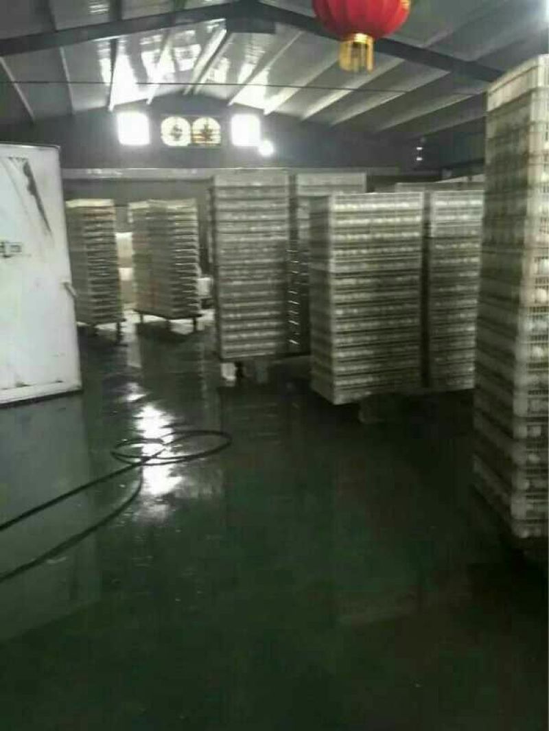 鹅苗250g以下