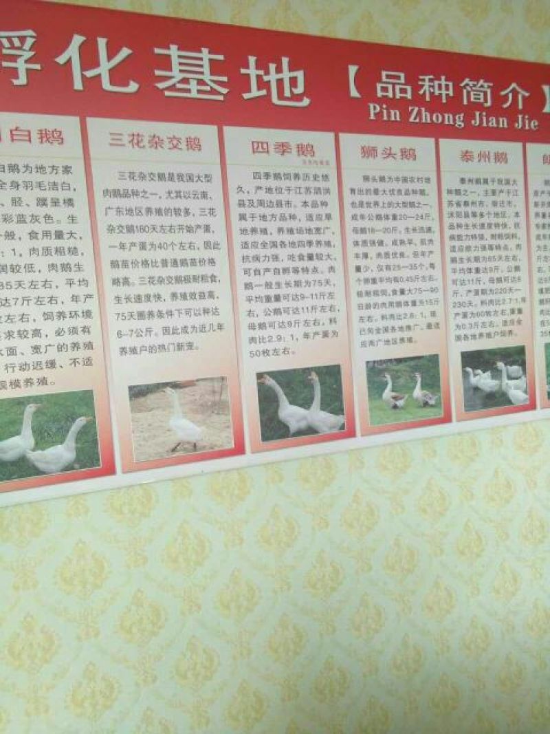 鹅苗250g以下