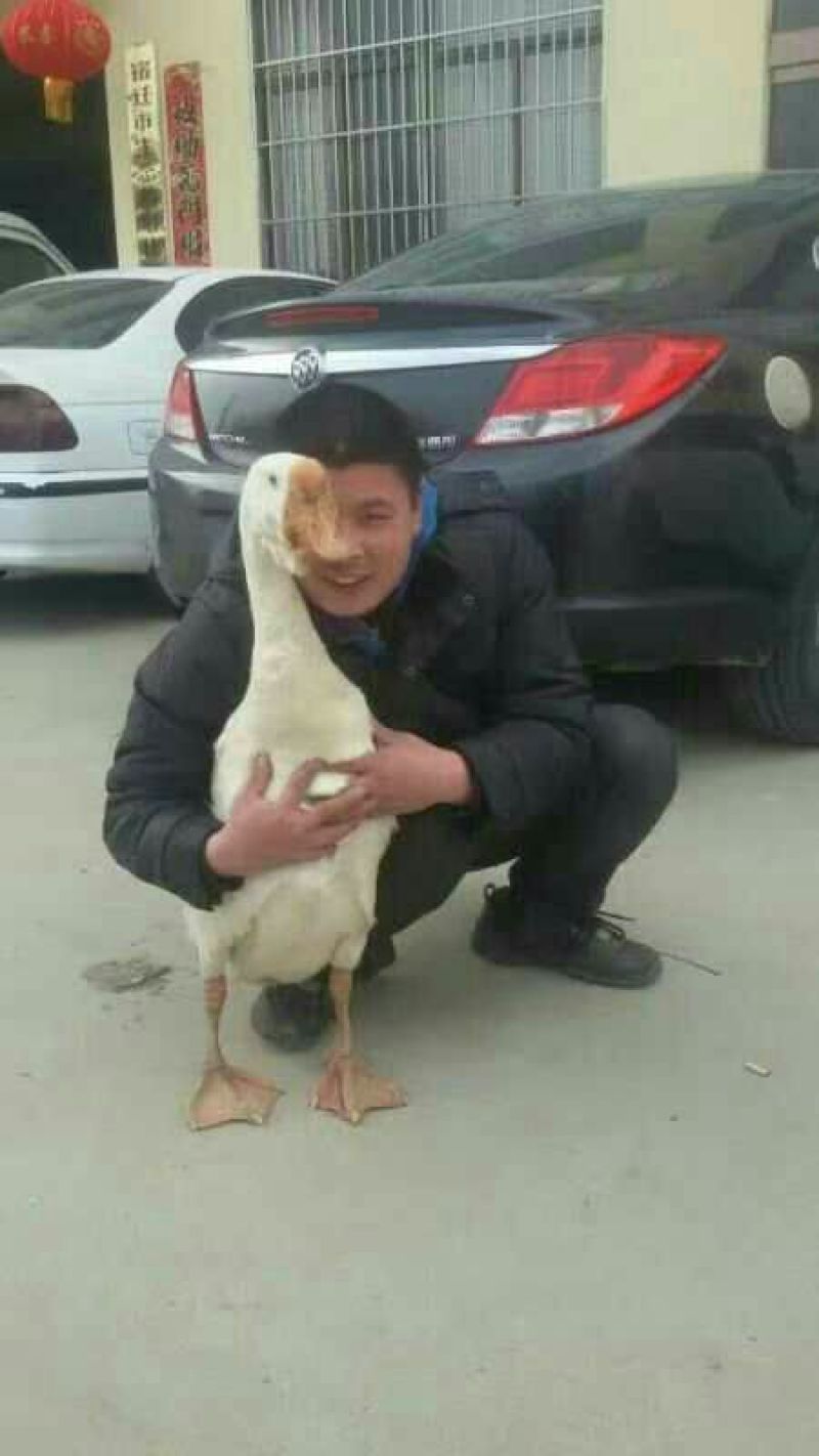 鹅苗250g以下