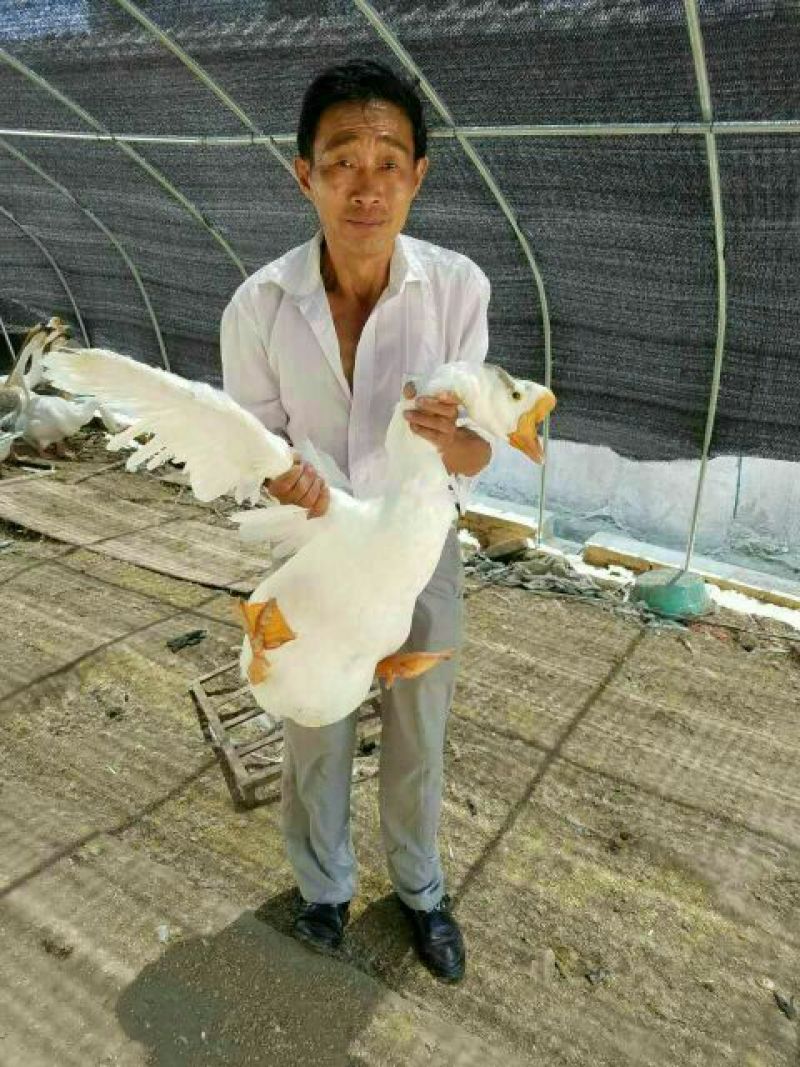 鹅苗250g以下