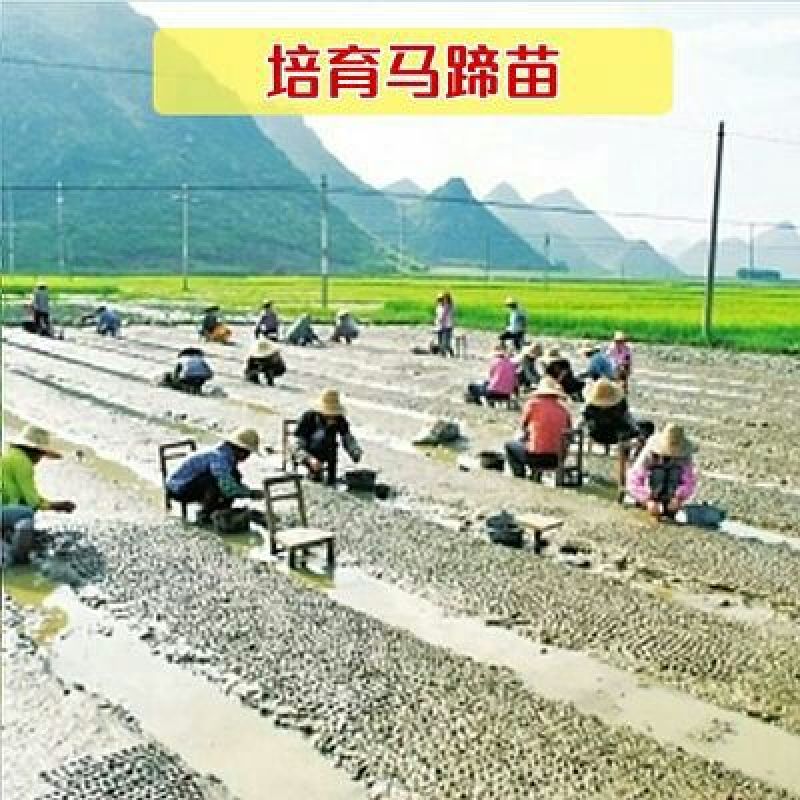 荸荠种荔浦马蹄种子桂蹄三号口感脆甜化渣