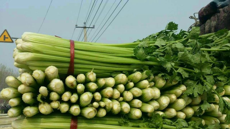 美国西芹大量上市质量好价格便宜对接商超