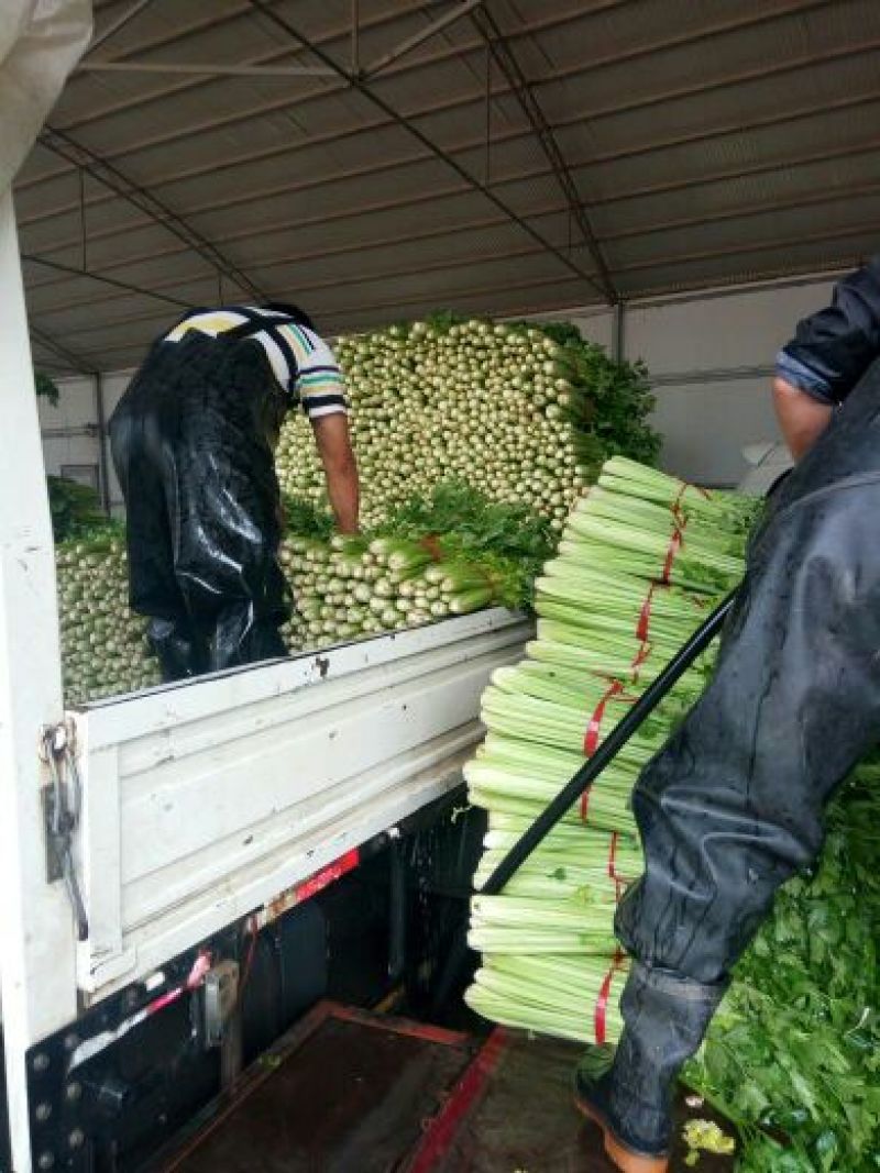 美国西芹大量上市质量好价格便宜对接商超