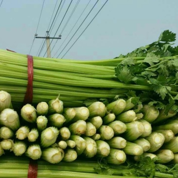 美国西芹大量上市质量好价格便宜对接商超