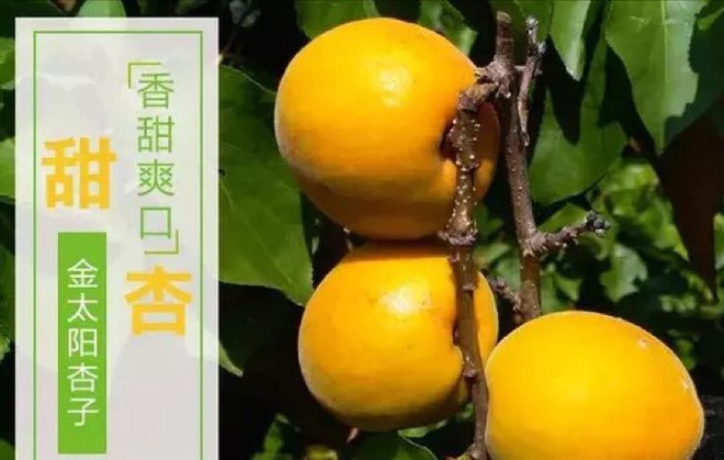 金太阳大黄杏酸甜可口孕妇可吃山西黄杏基地提供代收代发服务