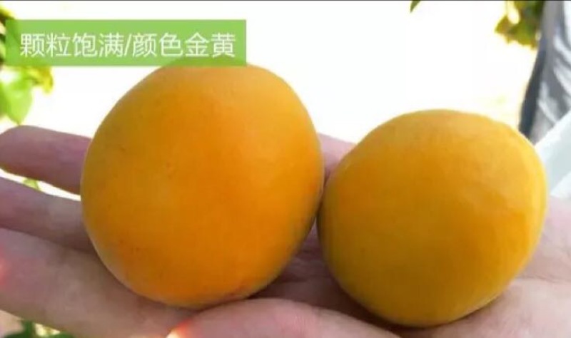 金太阳大黄杏酸甜可口孕妇可吃山西黄杏基地提供代收代发服务