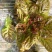 散叶生菜5两~6两