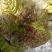 散叶生菜5两~6两