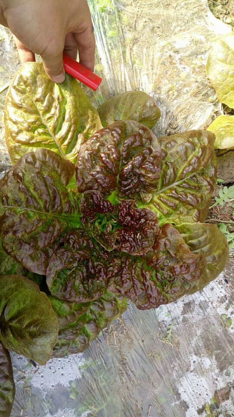 散叶生菜5两~6两