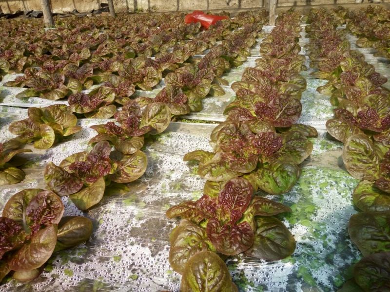 散叶生菜5两~6两