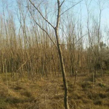 柳树10~12cm8~10cm2.5~3米