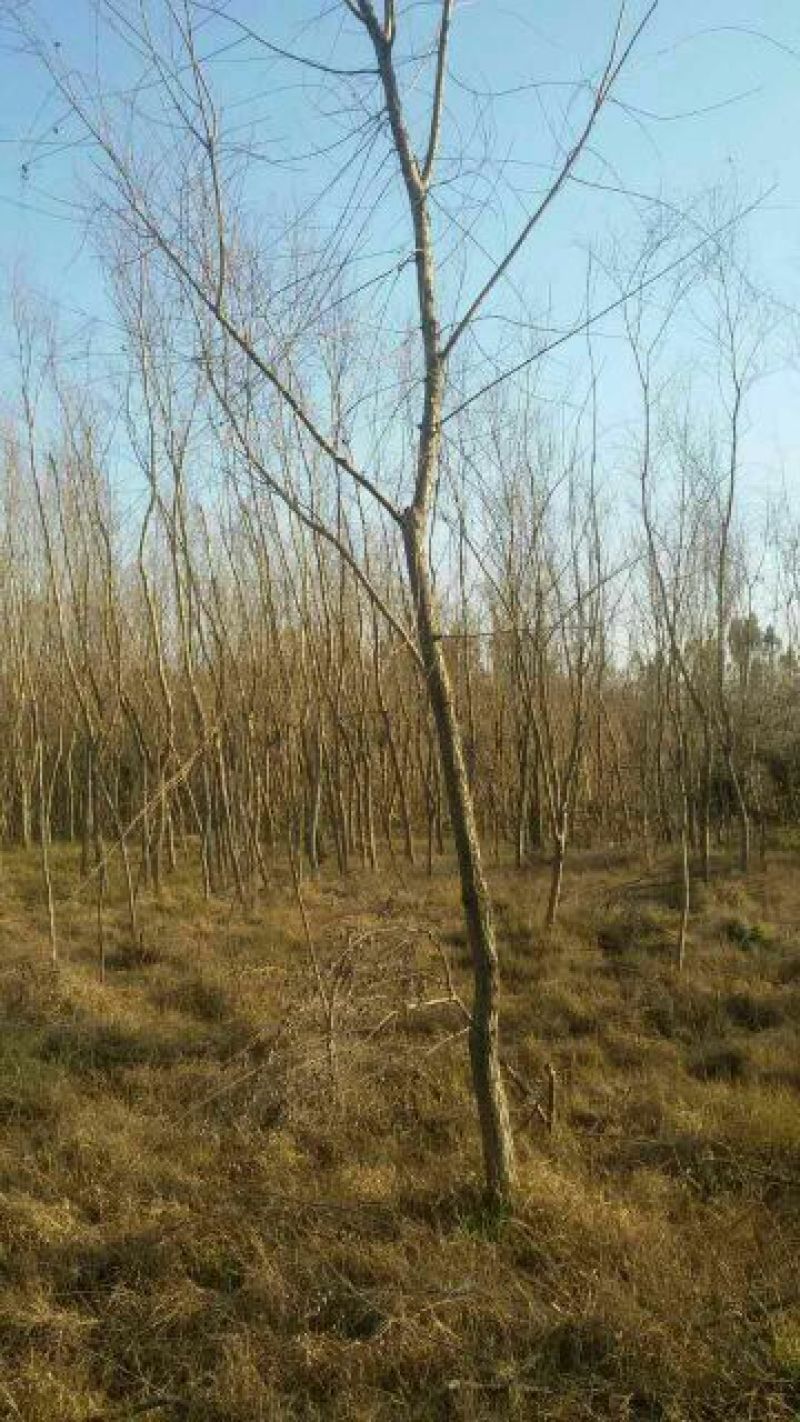 柳树10~12cm8~10cm2.5~3米