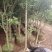 杨梅树171~200cm