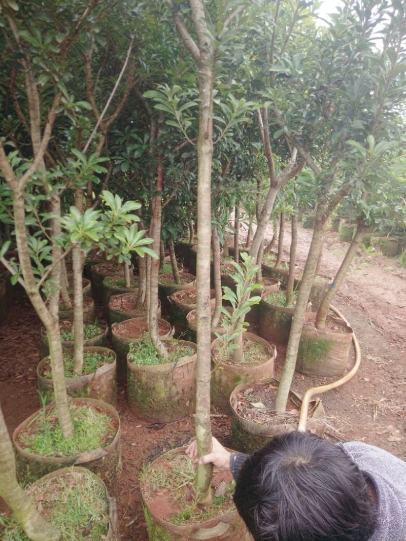 杨梅树171~200cm