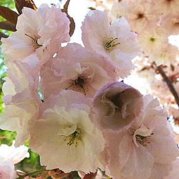 樱花树2cm以下10~12cm2.5~3米