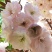 樱花树2cm以下10~12cm2.5~3米
