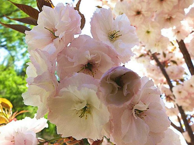 樱花树2cm以下10~12cm2.5~3米