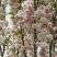 樱花树2cm以下10~12cm2.5~3米