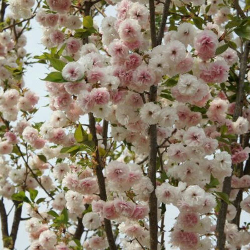樱花树2cm以下10~12cm2.5~3米
