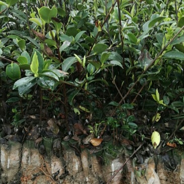 油茶苗三年生12X15容器，华硕，华星，华鑫湘林糸，