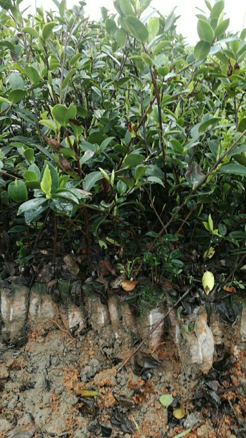油茶苗三年生12X15容器，华硕，华星，华鑫湘林糸，