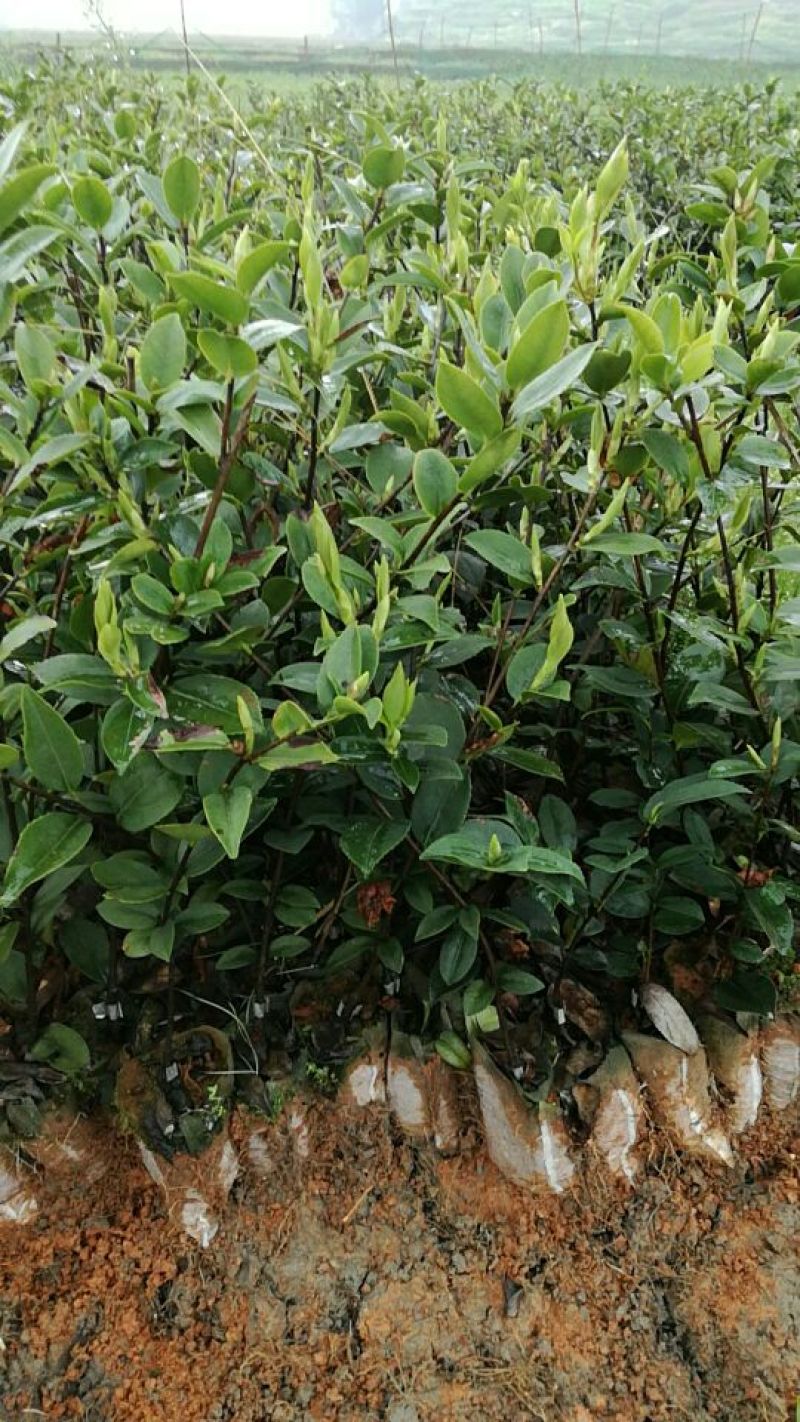 油茶苗三年生12X15容器，华硕，华星，华鑫湘林糸，